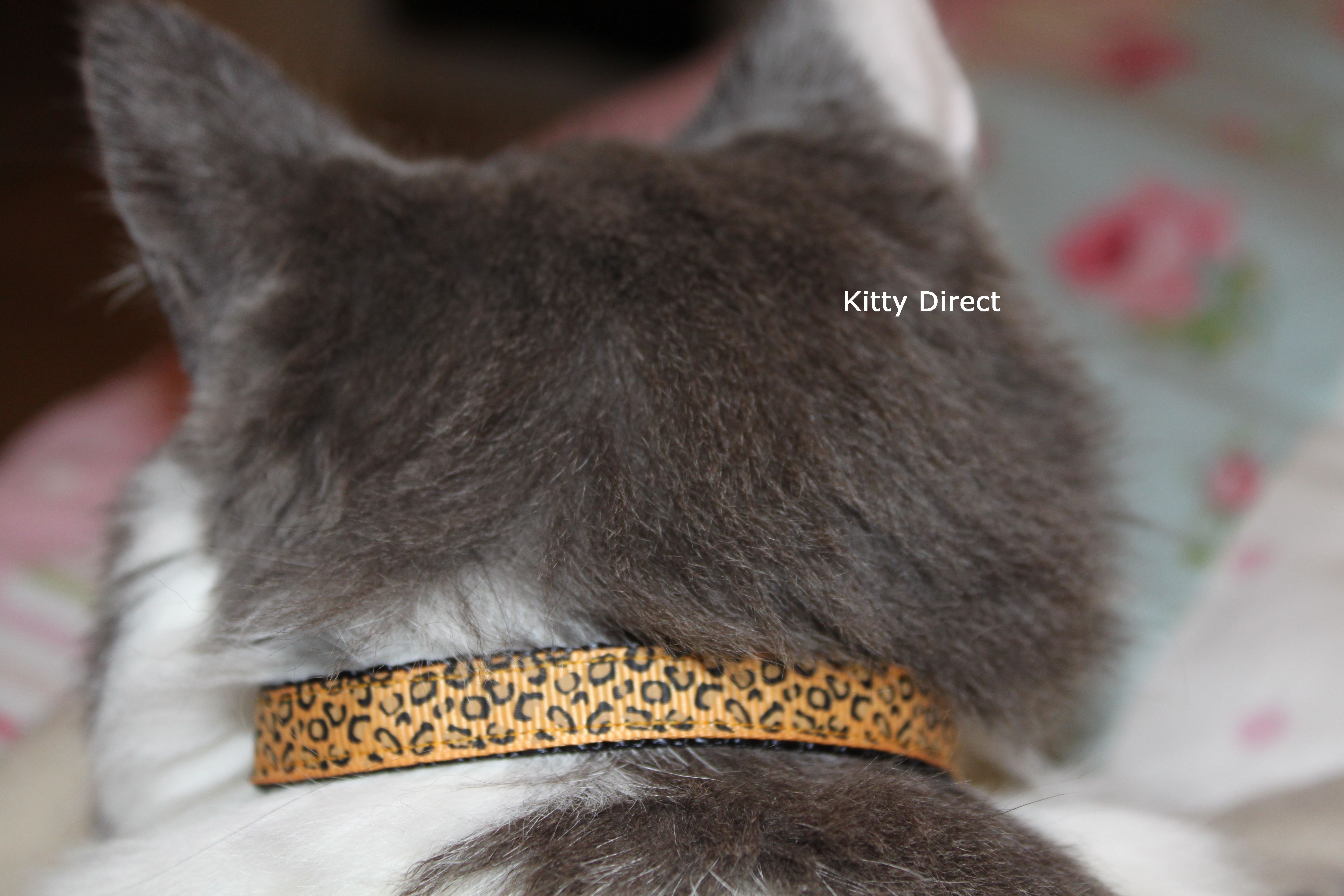 Leopard 2025 cat collar