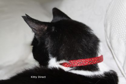 Leopard Print Safety Cat/Kitten Collar Red