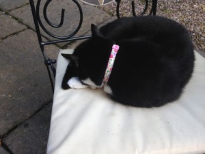 Purdy's new cotton cat collar