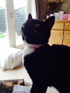 Millie wearing her new collar