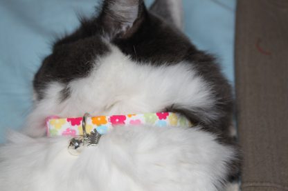 Daisy flower kitten and cat collar 9