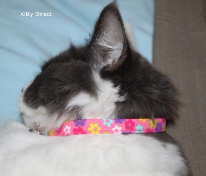 Daisy flower kitten and cat collar 13