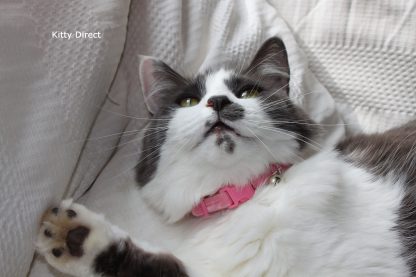 Handmade velvet diamante cat kitten safety collar_pink 2