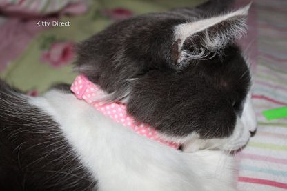 Handmade Polka Dot Cotton Cat Kitten Safety Collars_Pink1