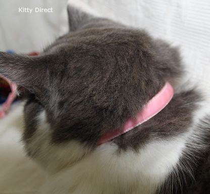 Velvet cat kitten safety collar Pink_1