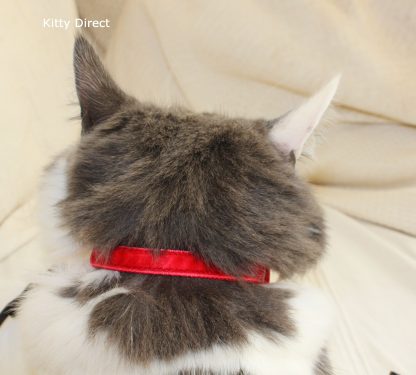 Velvet cat kitten safety collar Red_3