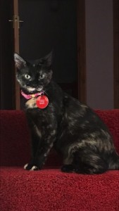 conchita wearing her cotton cat collar