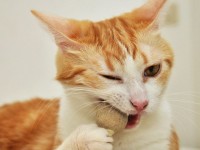 cat chewing