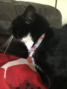 Smudge in her new cotton floral cat collar
