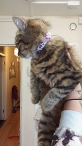 Purple Flowers Cotton Handmade Kitten Collar review