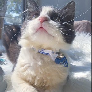 Blue gingham handmade kitten collar review