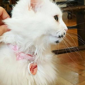 Pink Fabric Bow Cat collar review