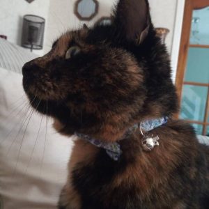 Baba Vanga cotton cat collar review