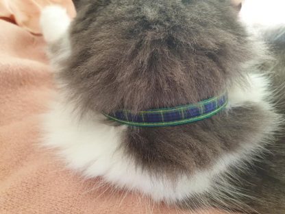 Scottish tartan cat kitten collar blue green_2