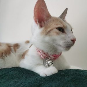 Kitten Cat collar review vintage flowers