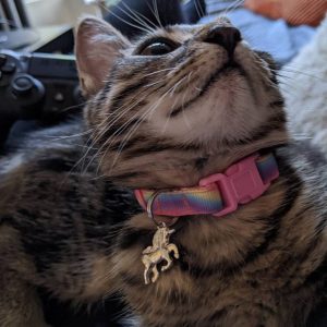 Kitten Cat collar review 6