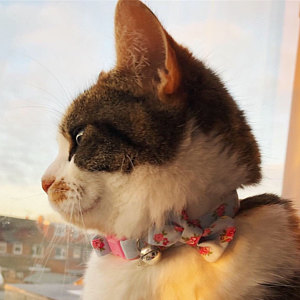 Kitten Cat collar review Gracie