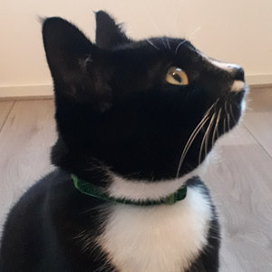 Kitten Cat collar review Iemke