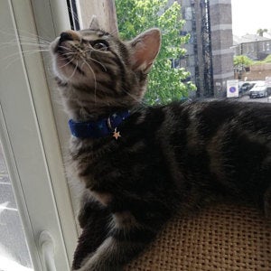 Kitten Cat collar review Isabel