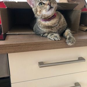 Kitten Cat collar review Scrambles