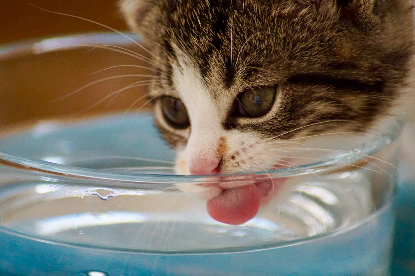 cat drinking water rehydrating