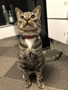 Alfie wearing his handmade Tartan cat collar