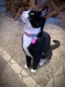 Bella wearing handmade cotton cat collar