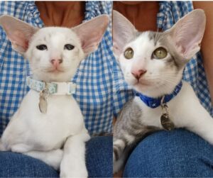 Maverick and Martha with their handmade cotton kitten collars